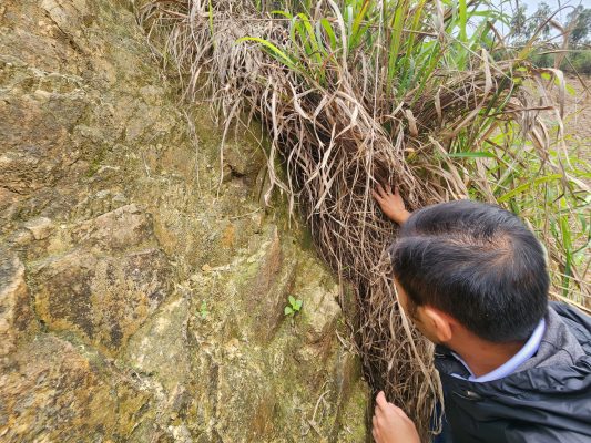 trồng cỏ trên mái dốc đá nứt nẻ