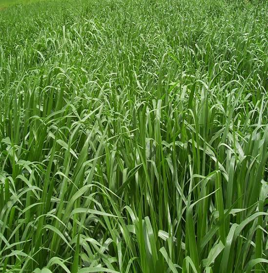 Hạt giống cỏ Brachiaria Hybrid RD
